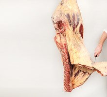 Cutaneus Muscle Meat Cut Spec Step 5